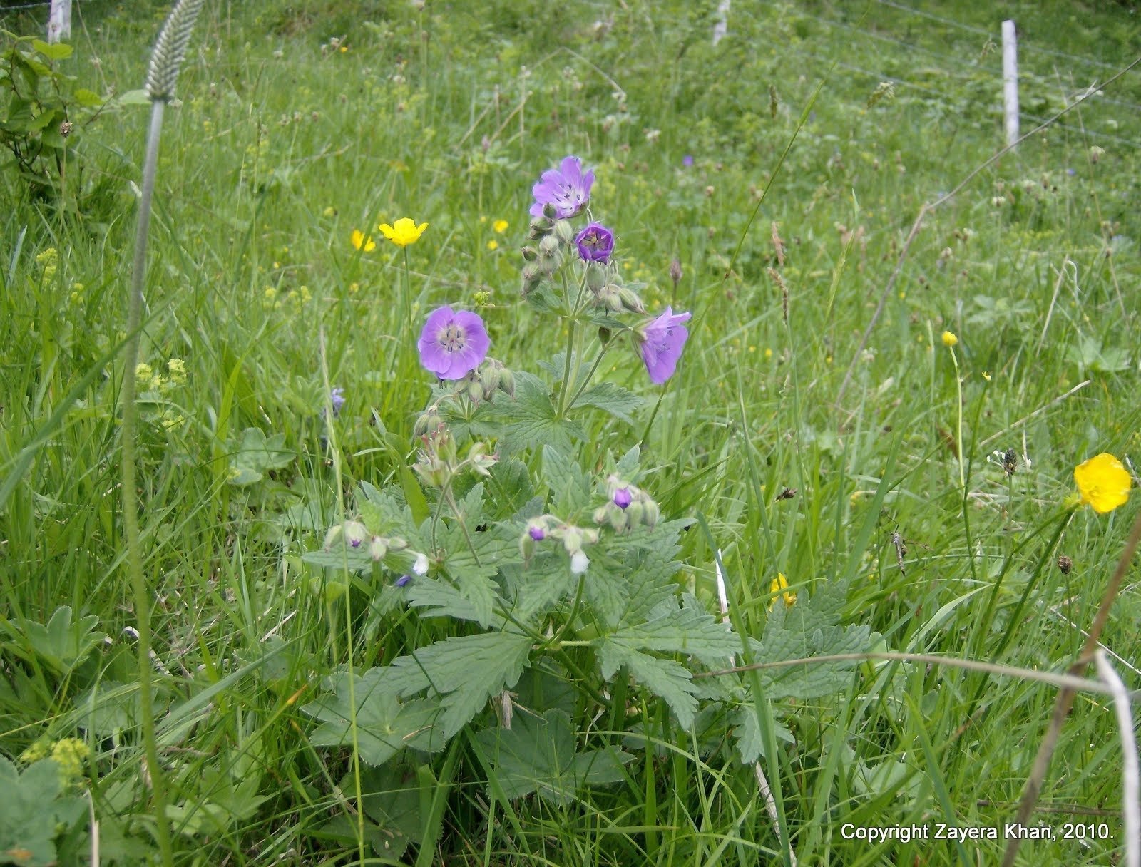 Purple cranesbill flowers and yellow buttercups grow in an alpine meadow in Switzerland.