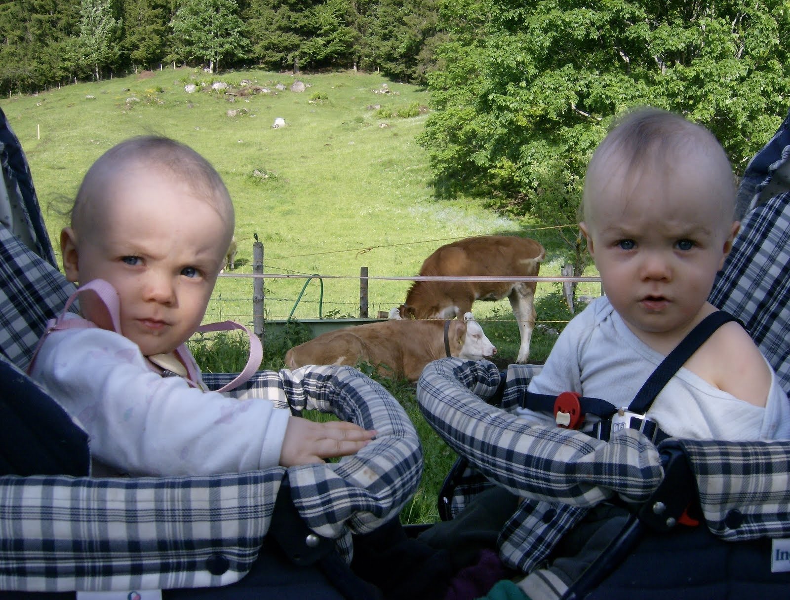 Two babies sit in strollers in front of a pasture with cows.