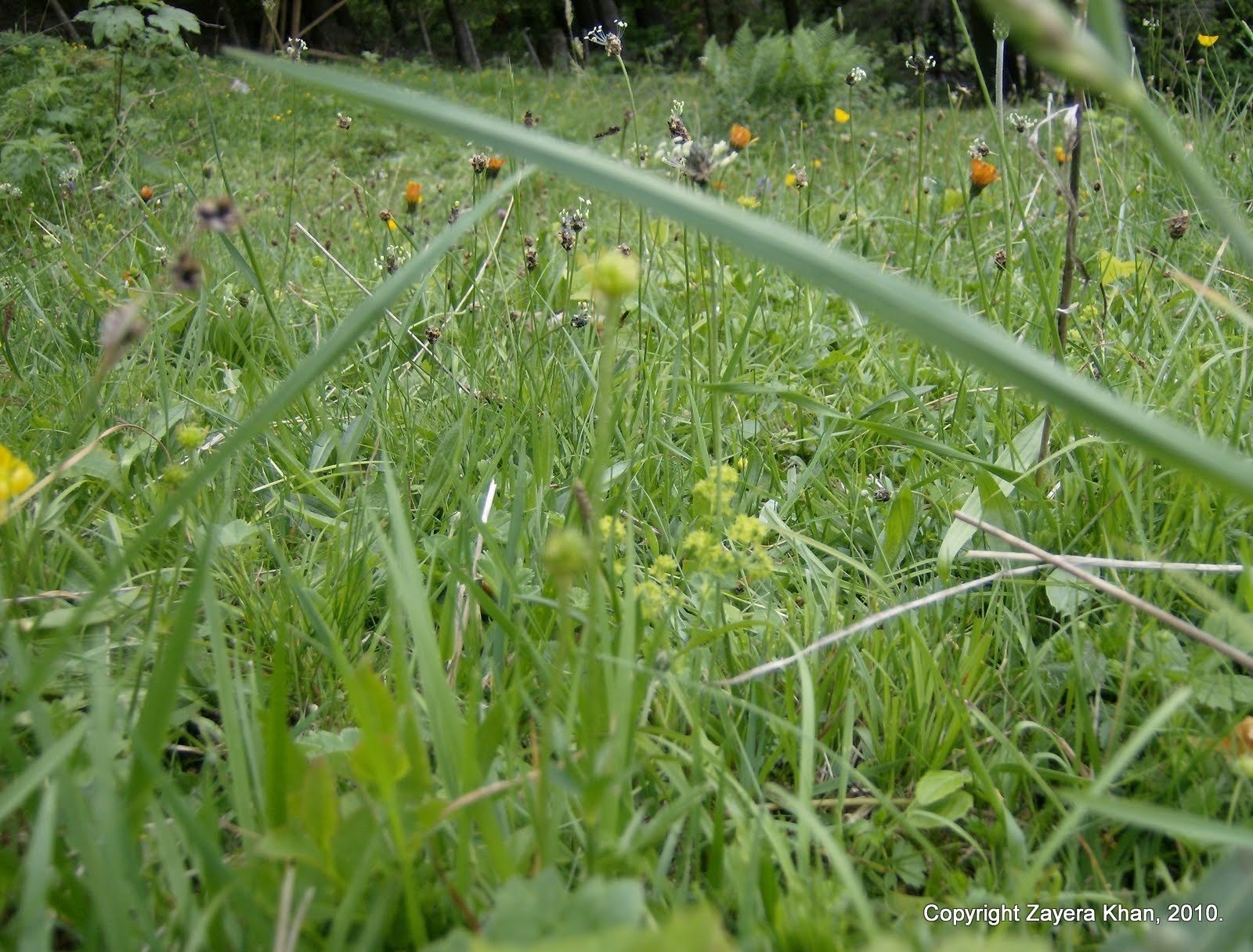 Small wildflowers grow in tall grass on a mountain meadow in Switzerland.