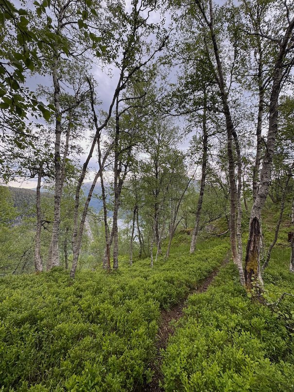Path through birch forest on the Kvanndal trail