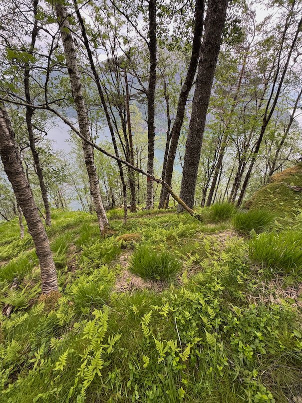 Birch trees on a grassy slope on the trail to Kvanndalsstølen