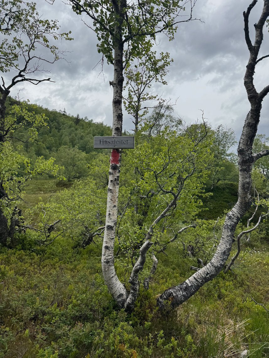 Birch trees with a red trail mark on the Kvanndal trail