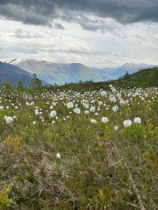 Field of white cotton grass with mountains behind