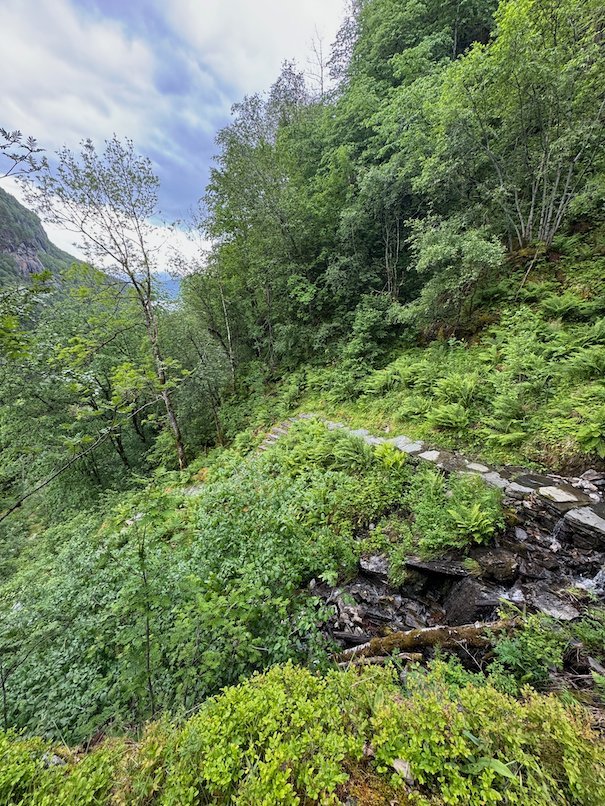 Green slope with ferns and a small stream