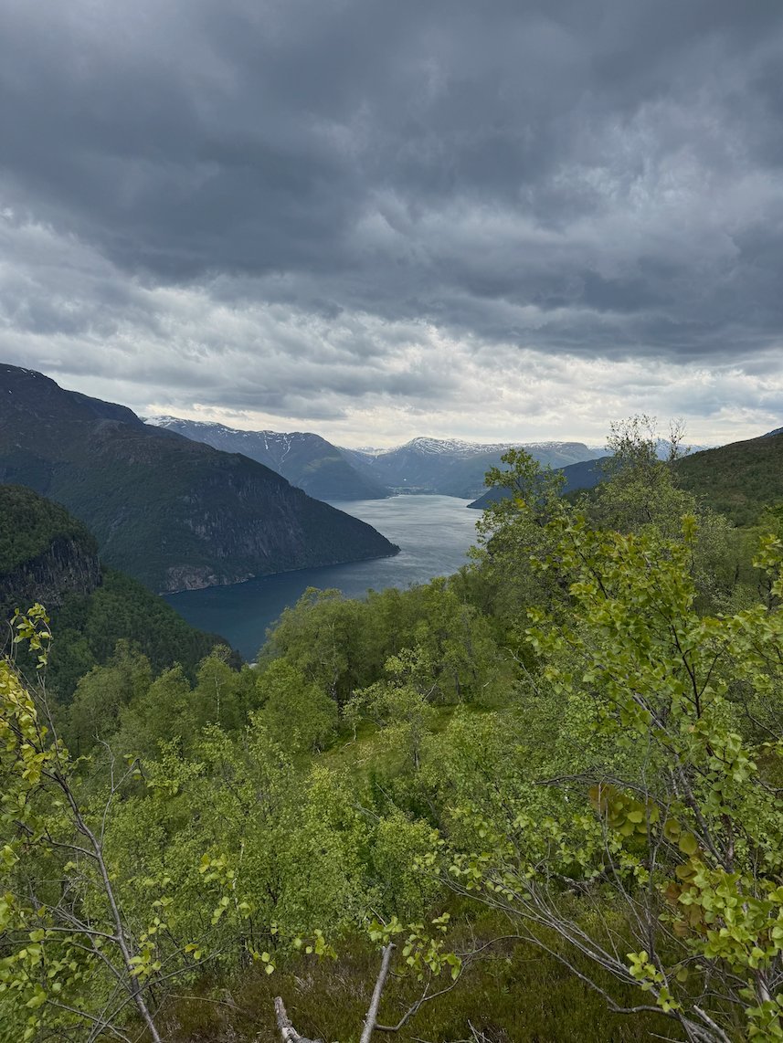 The fjord seen from the forest slope