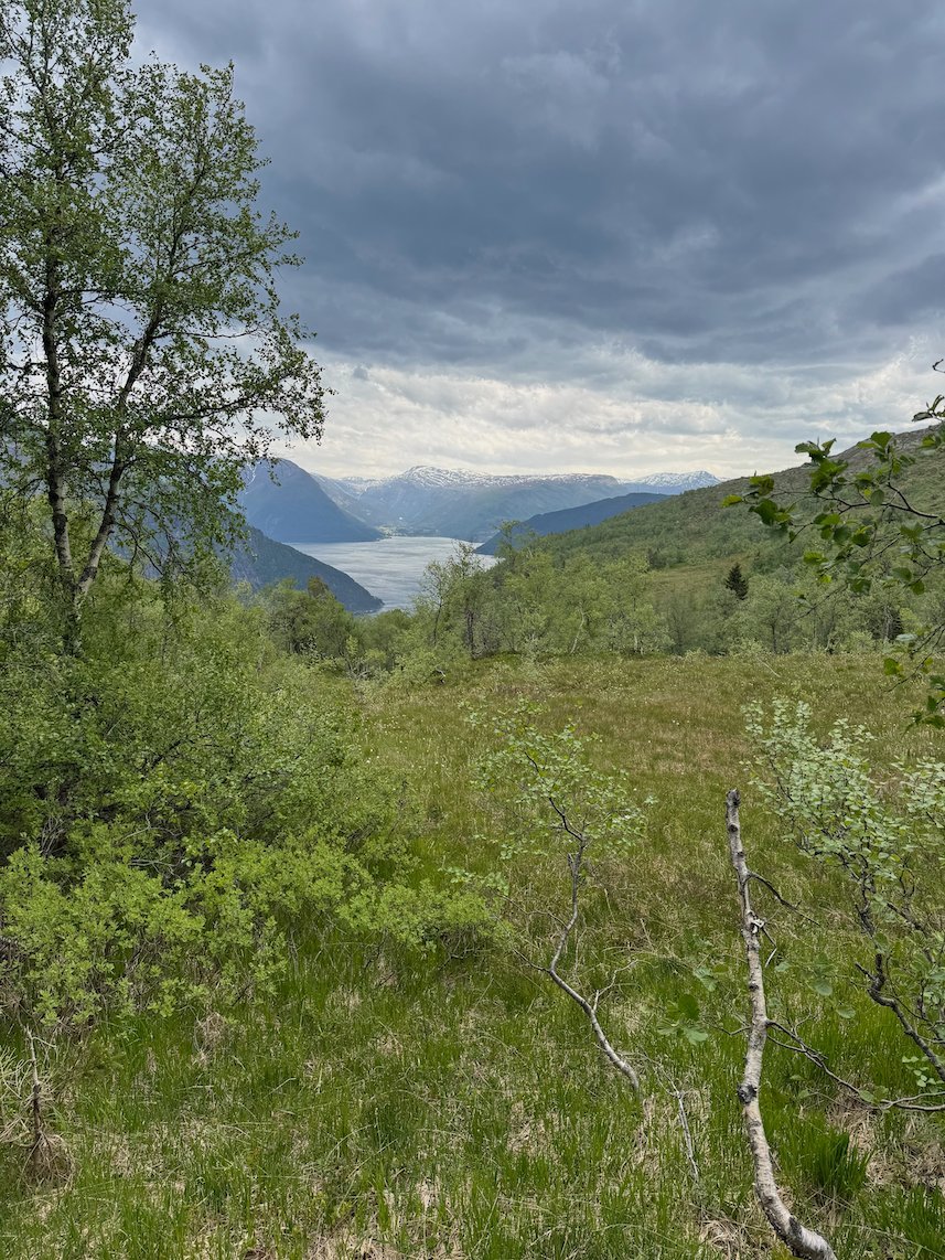 Fjord view from a grassy clearing with birch trees