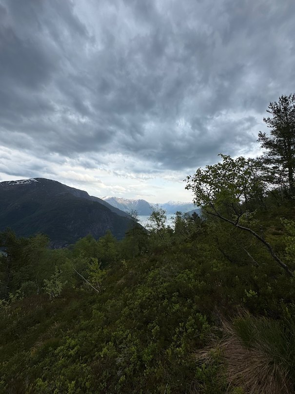 Forest edge with a glimpse of the fjord under grey clouds