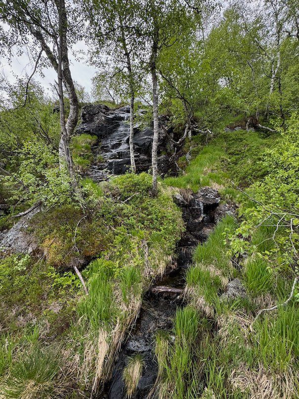 Small stream through green forest on the Kvanndal trail