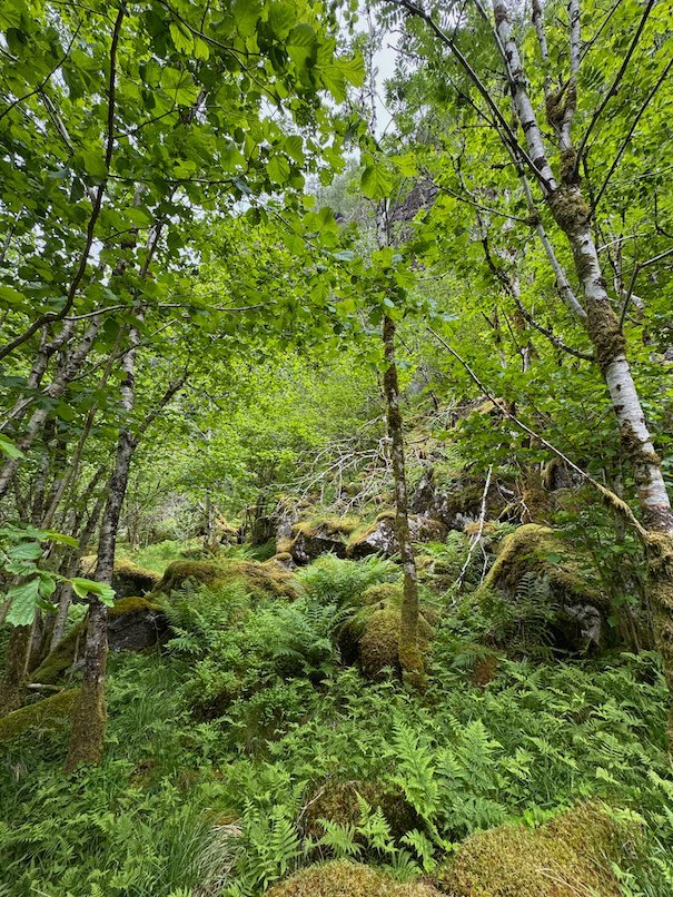 Green forest with moss and ferns