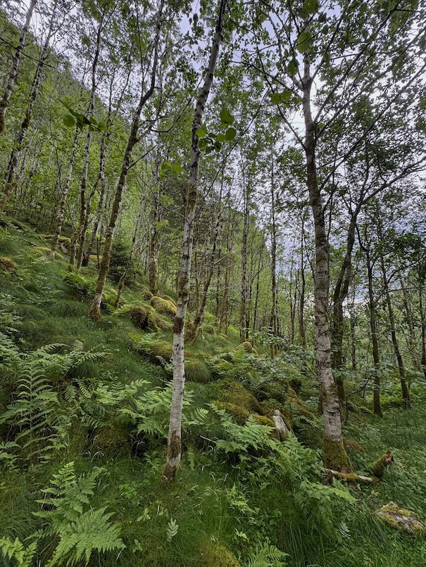 Green birch forest in early summer