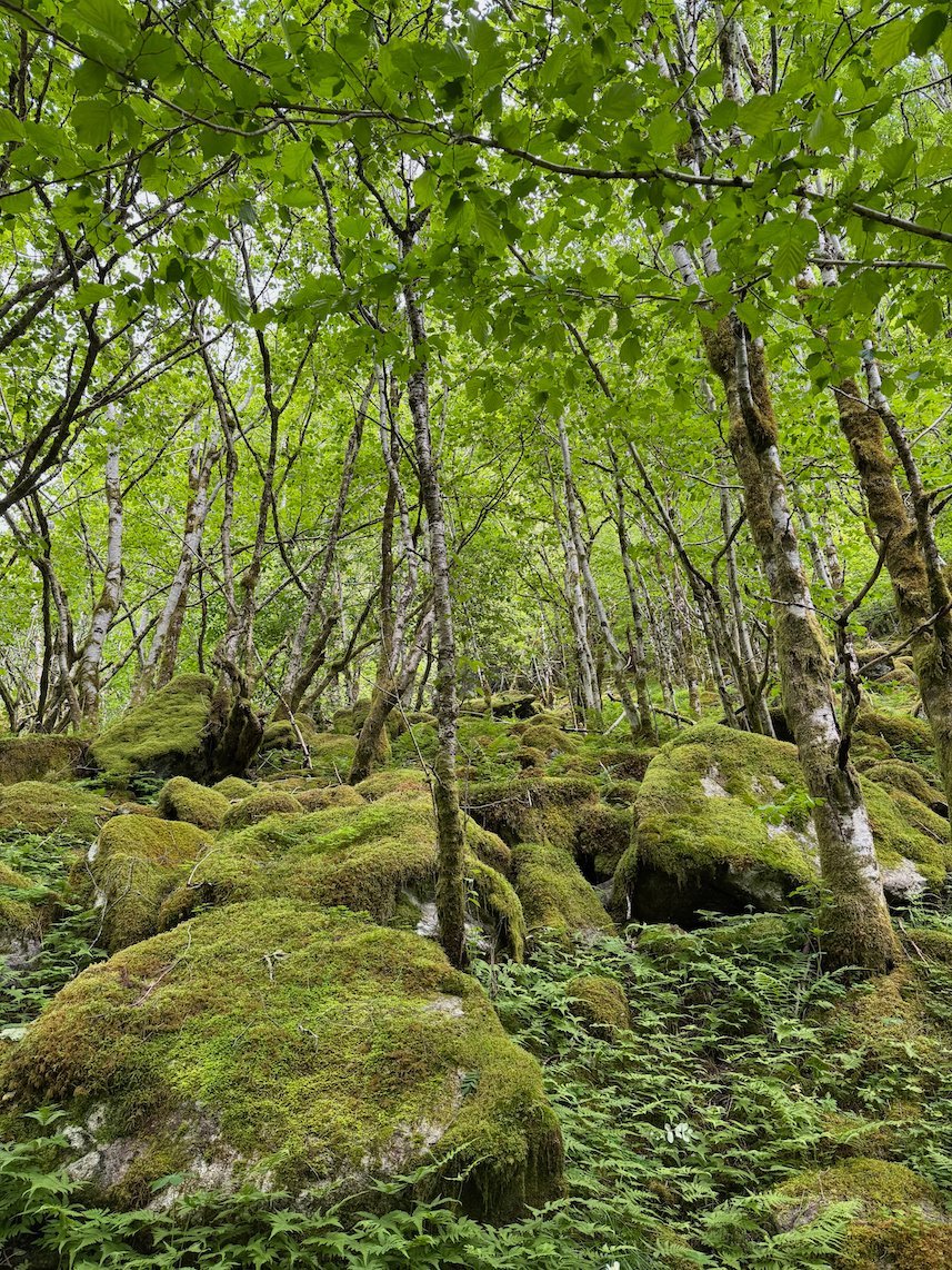 Mossy boulders in a birch forest