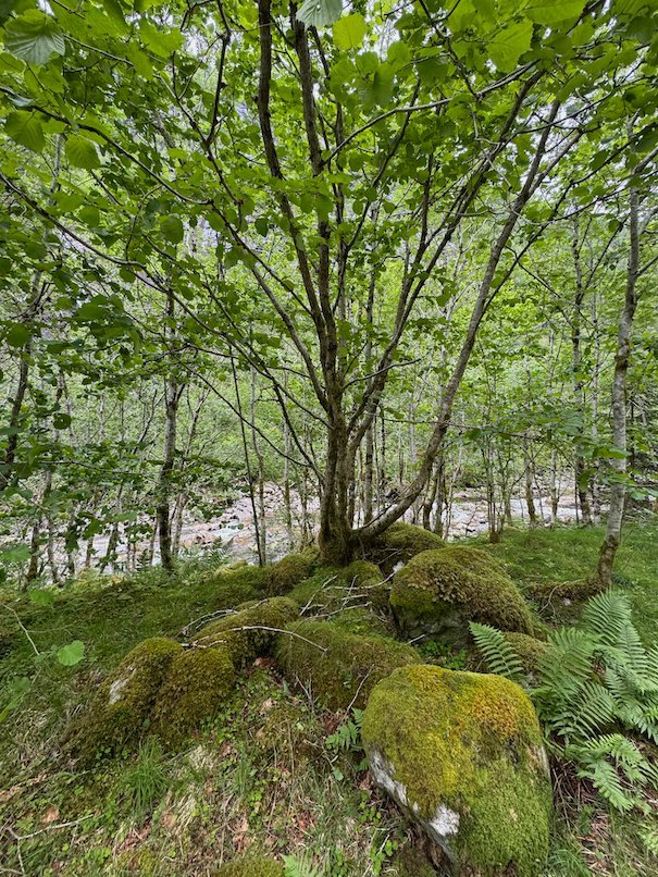 Mossy forest floor under birch trees