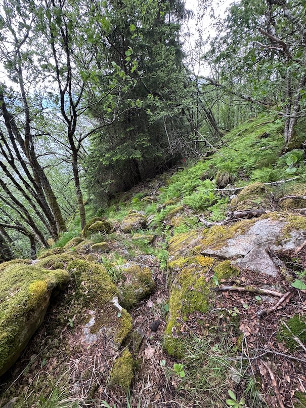 Rocky path with moss through the forest above Kvanndal