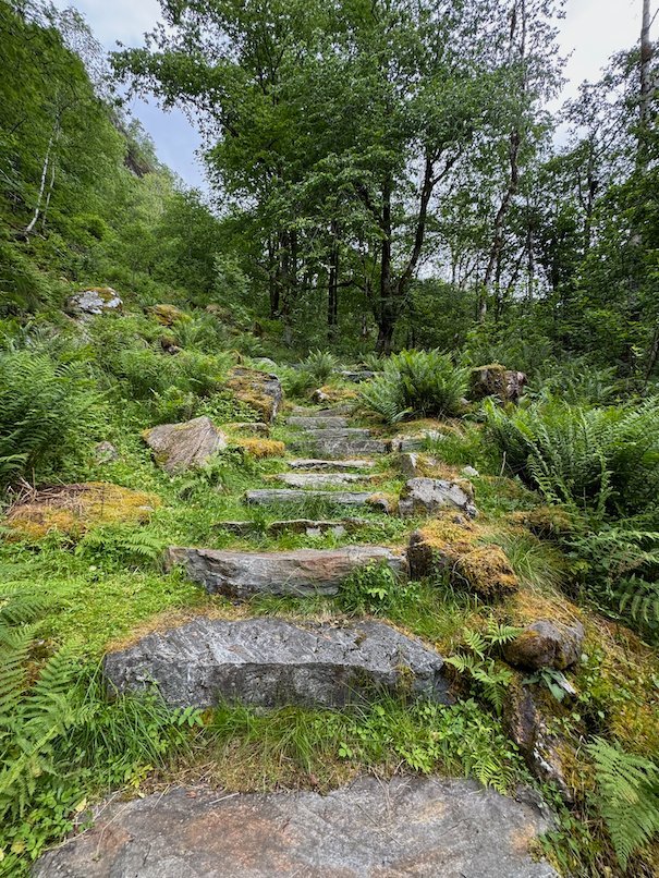 Mossy stone steps in the forest