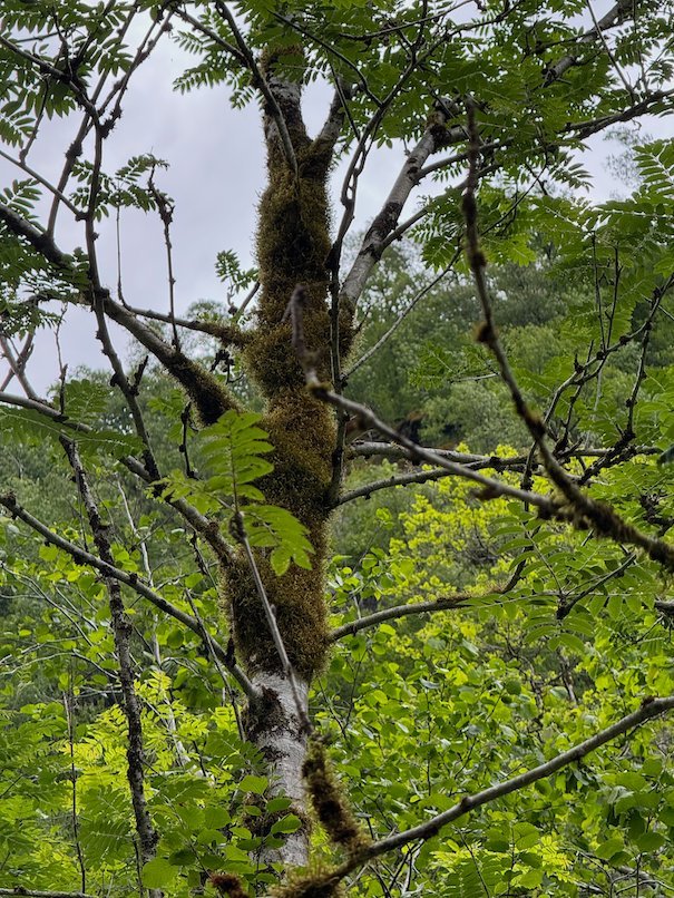 Old tree with spreading branches in the forest