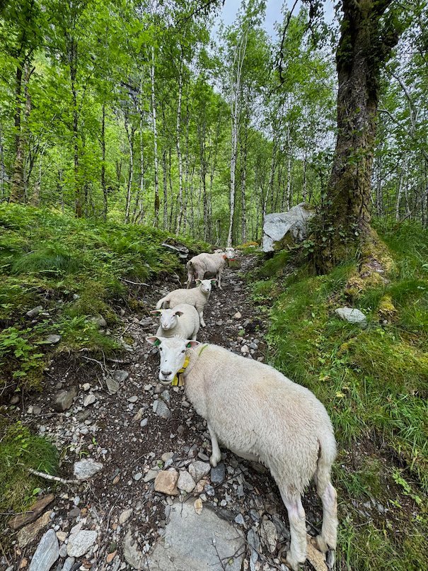 White sheep on the stone trail in the forest