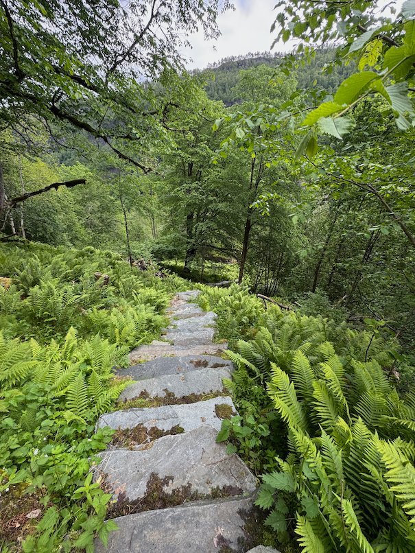 Stone path between tall ferns