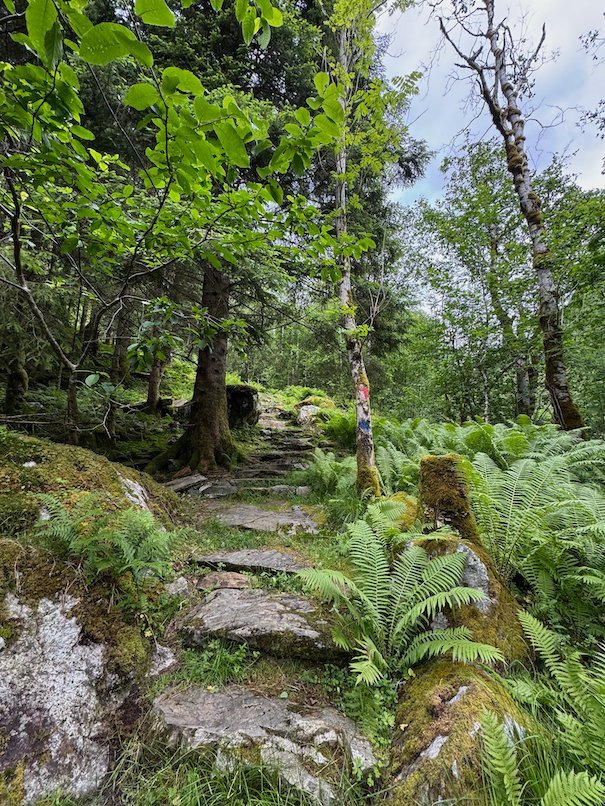 Stone steps through ferns and trees