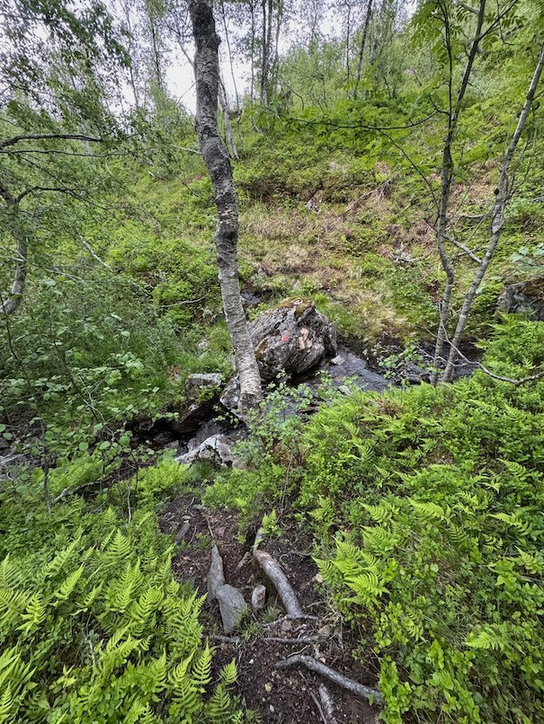 Narrow stream among ferns and birch trees