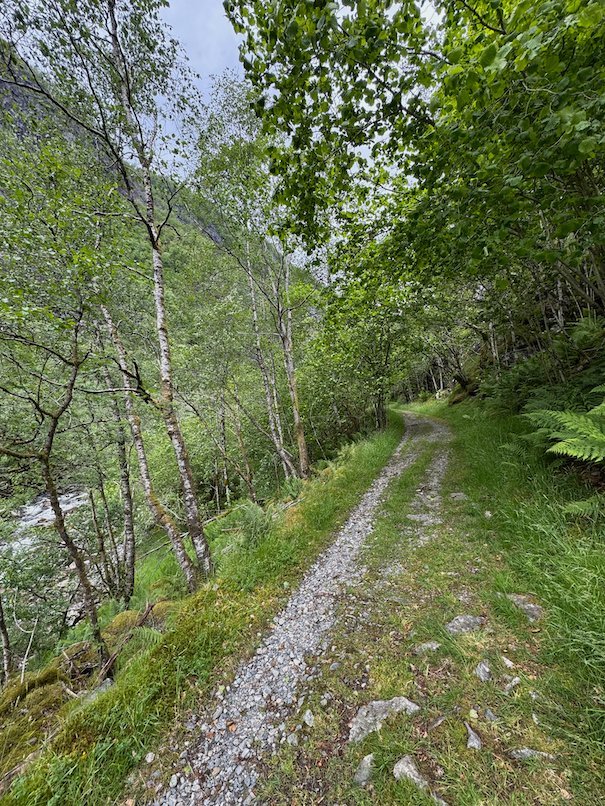 Gravel tractor road through birch forest at the start of the hike