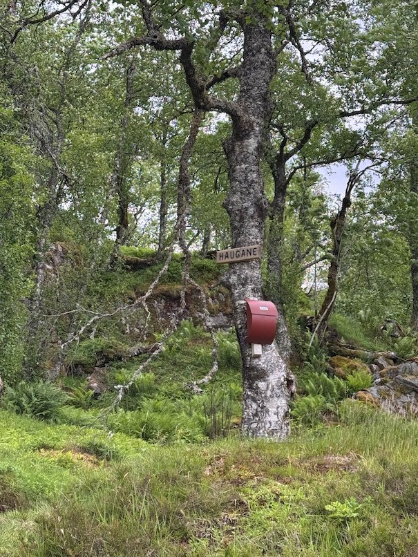 Old tree with a red trail mark in the forest