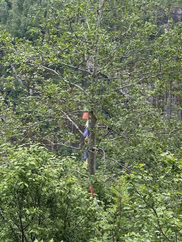 Tree with a red trail mark in green forest
