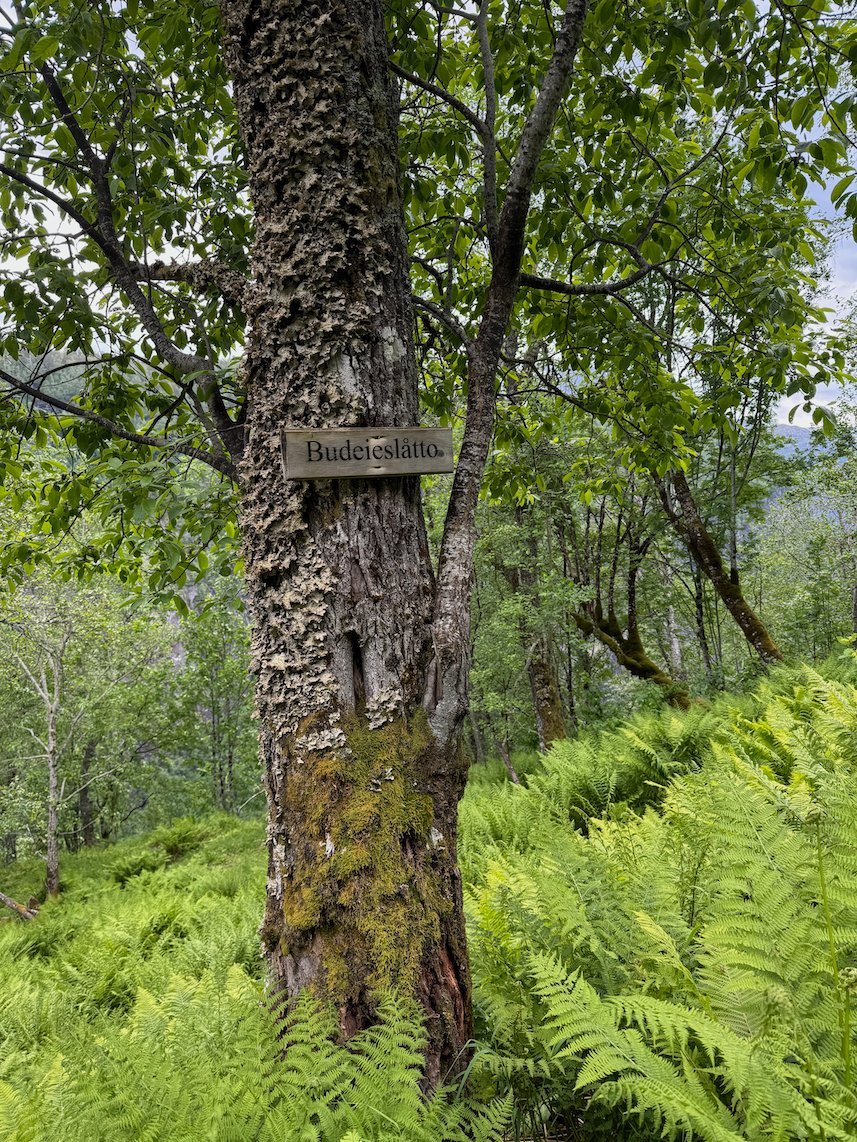 Tree trunk with a trail marker among ferns