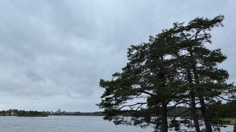 A lone pine leaning over a grey lake under a cloudy sky