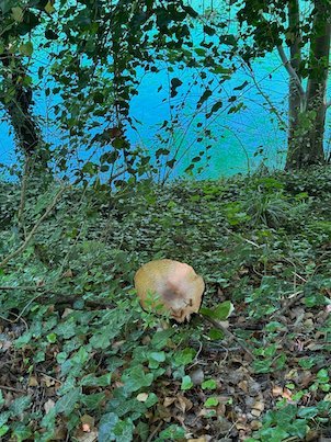 A fallen fruit lies on green plants in the forest at Matka Canyon.