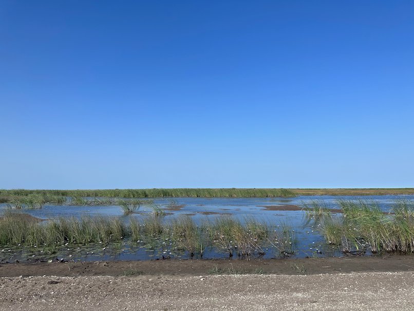Green reeds grow in shallow water in the wetlands of southern Mauritania near Diawling.
