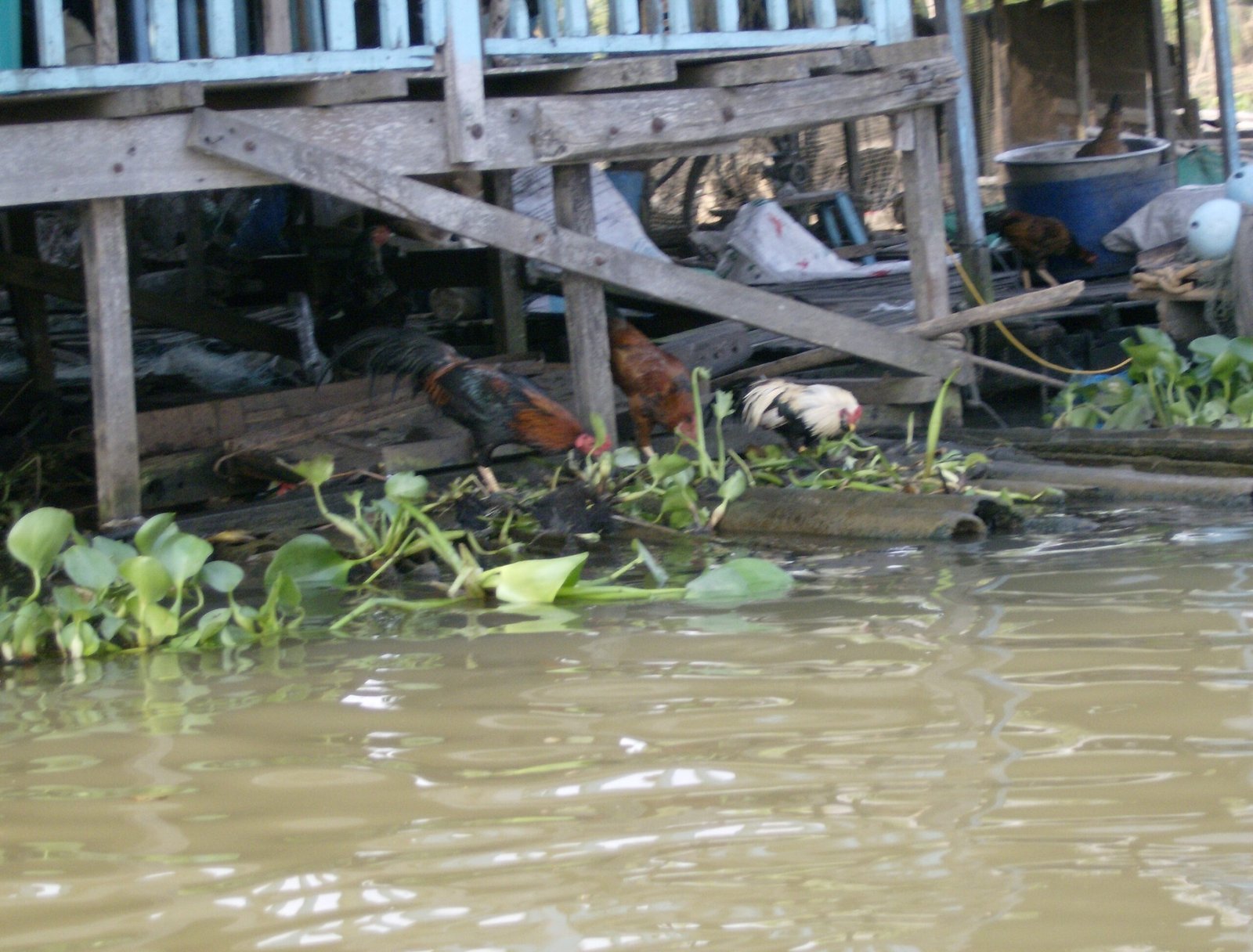 Chickens walk on floating plants under a stilt house on the river in the Mekong Delta.