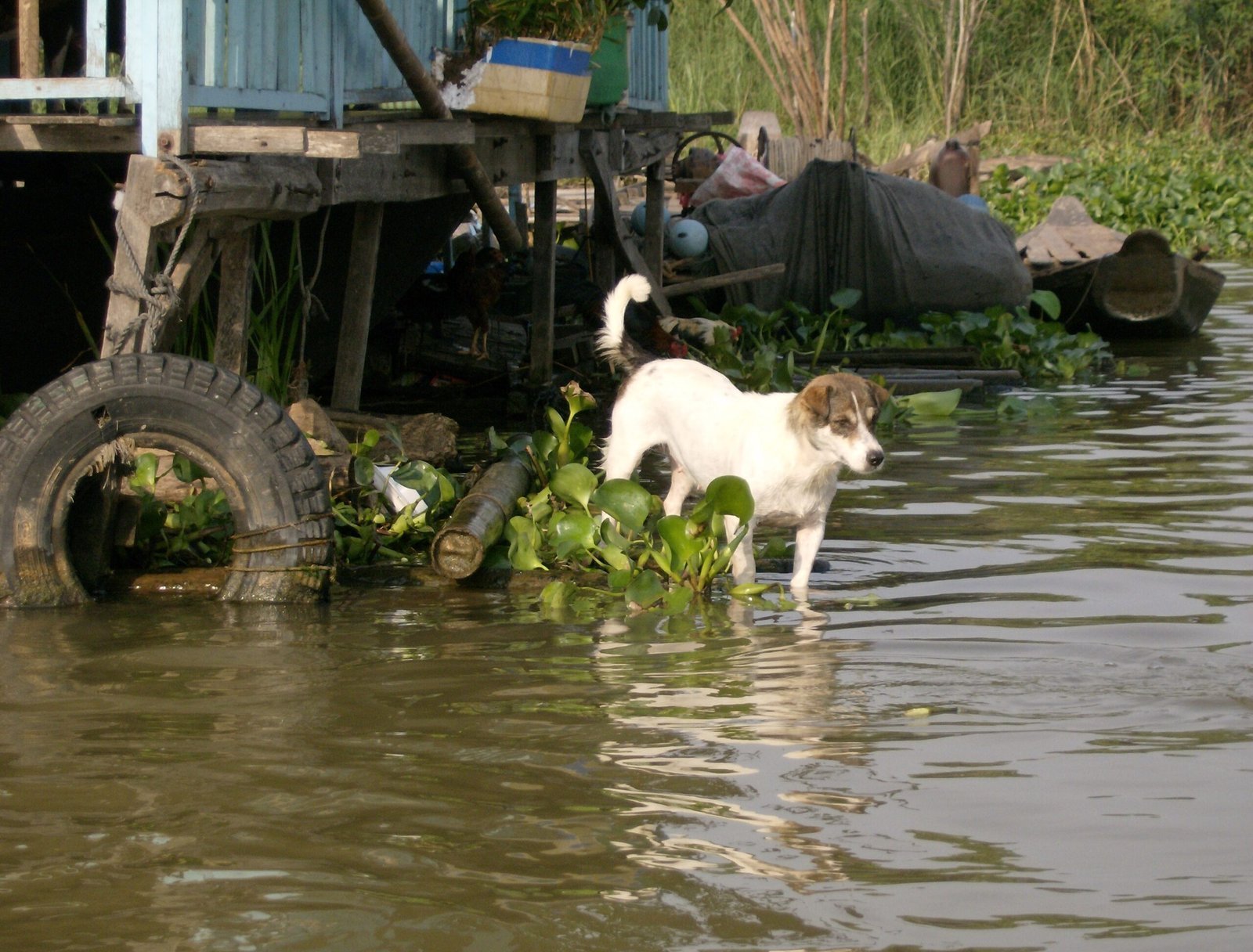 A white dog stands in shallow river water next to a stilt house in the Mekong Delta.