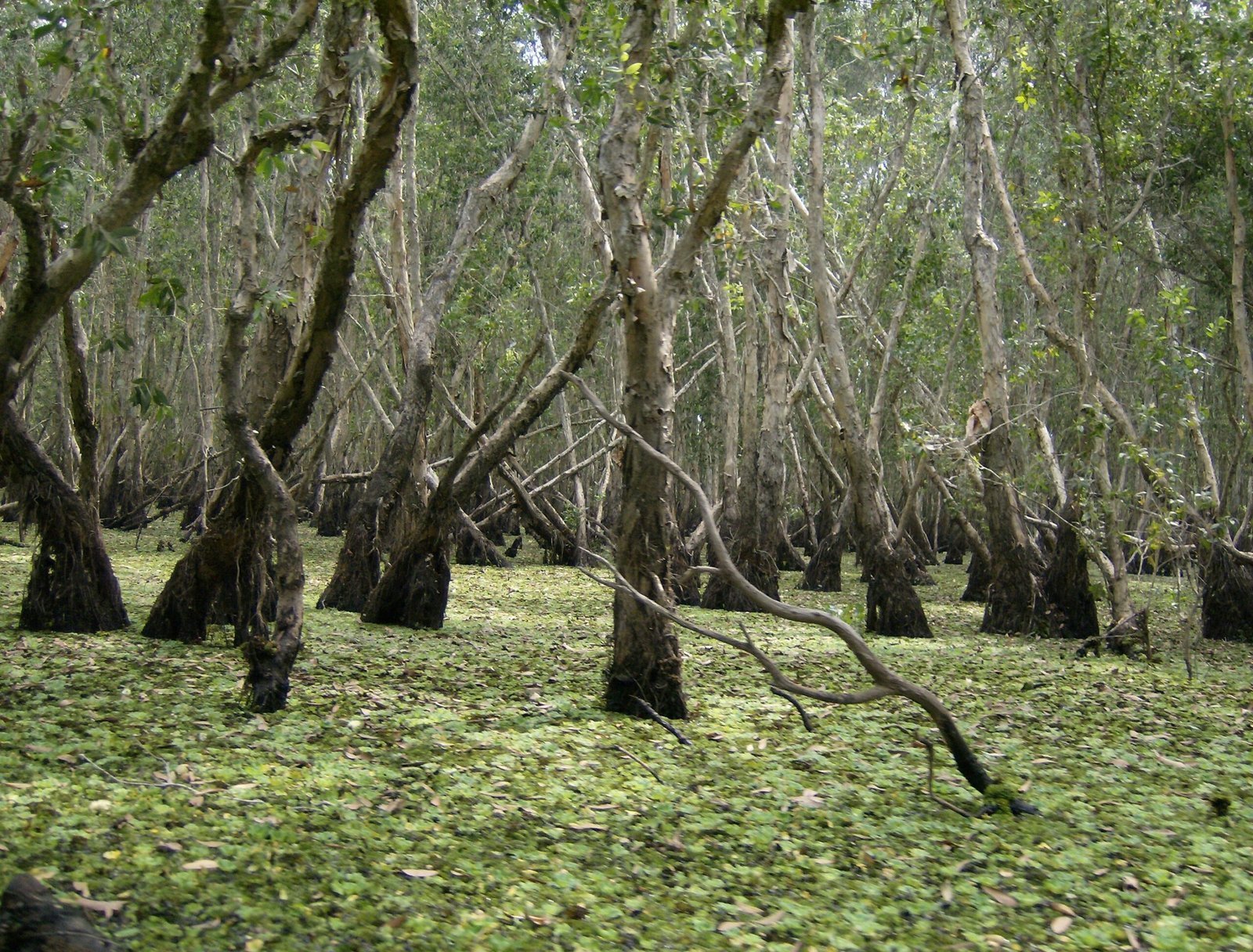 Twisted trees grow out of green water in a flooded forest in the Mekong Delta.