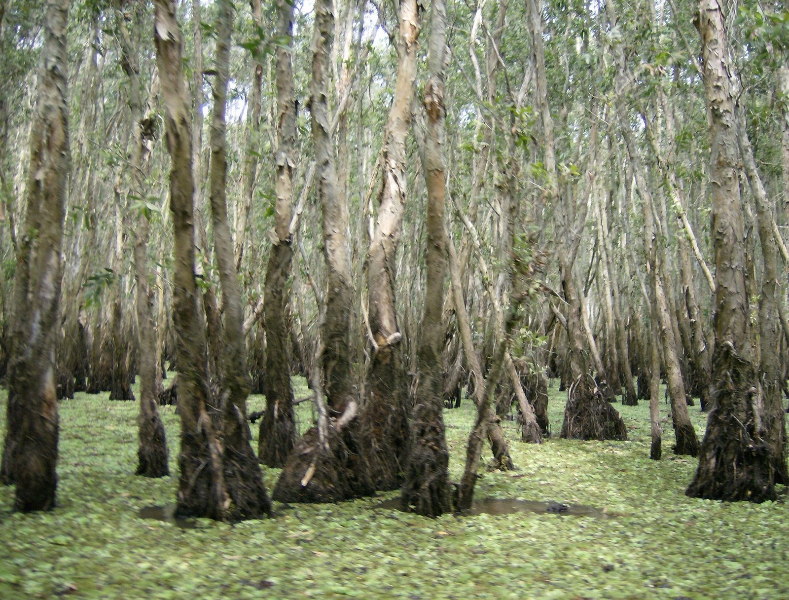 Tall thin trees stand in water covered with green plants in a flooded forest in the Mekong Delta.