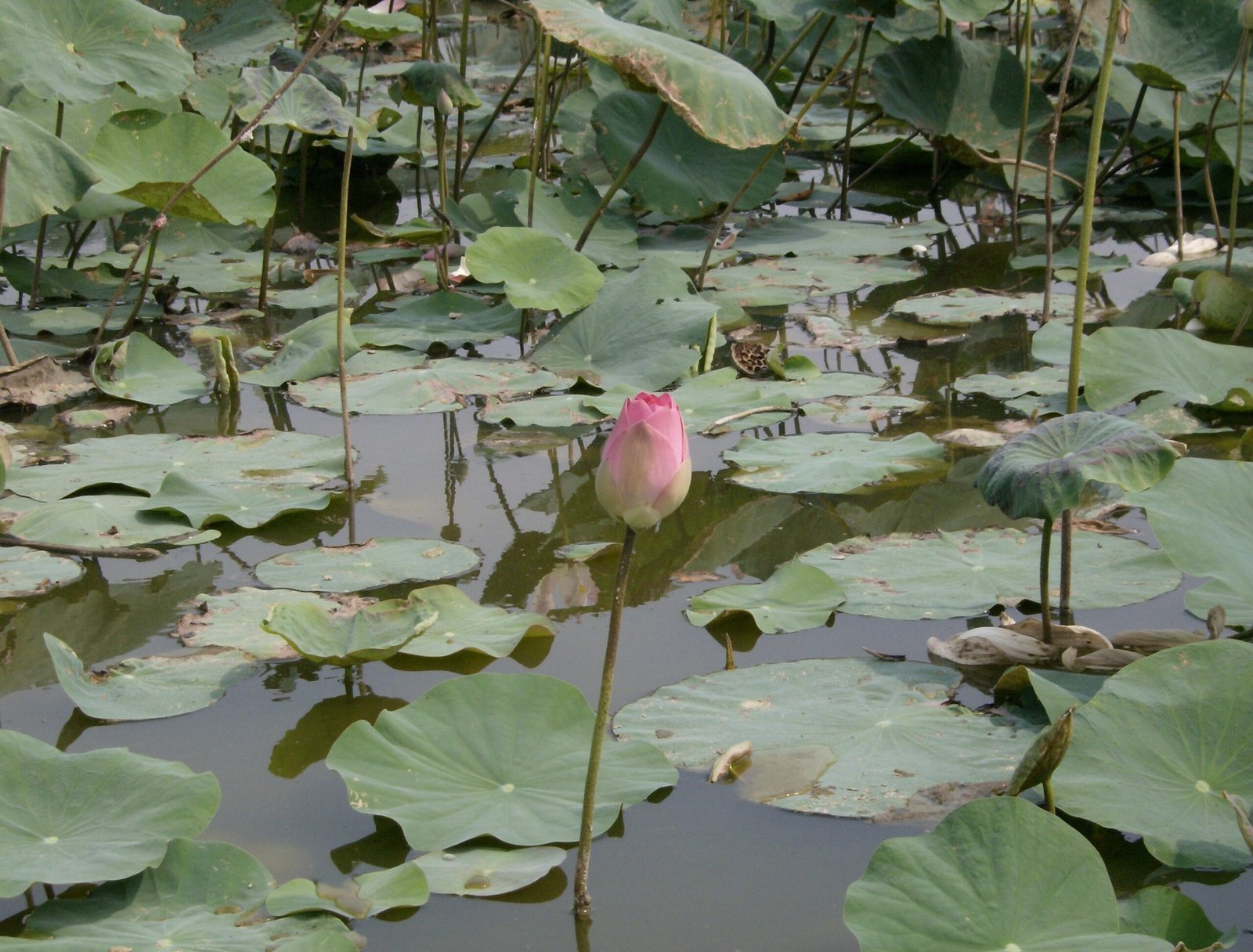 A pink lotus bud rises above round green leaves in a pond in the Mekong Delta.