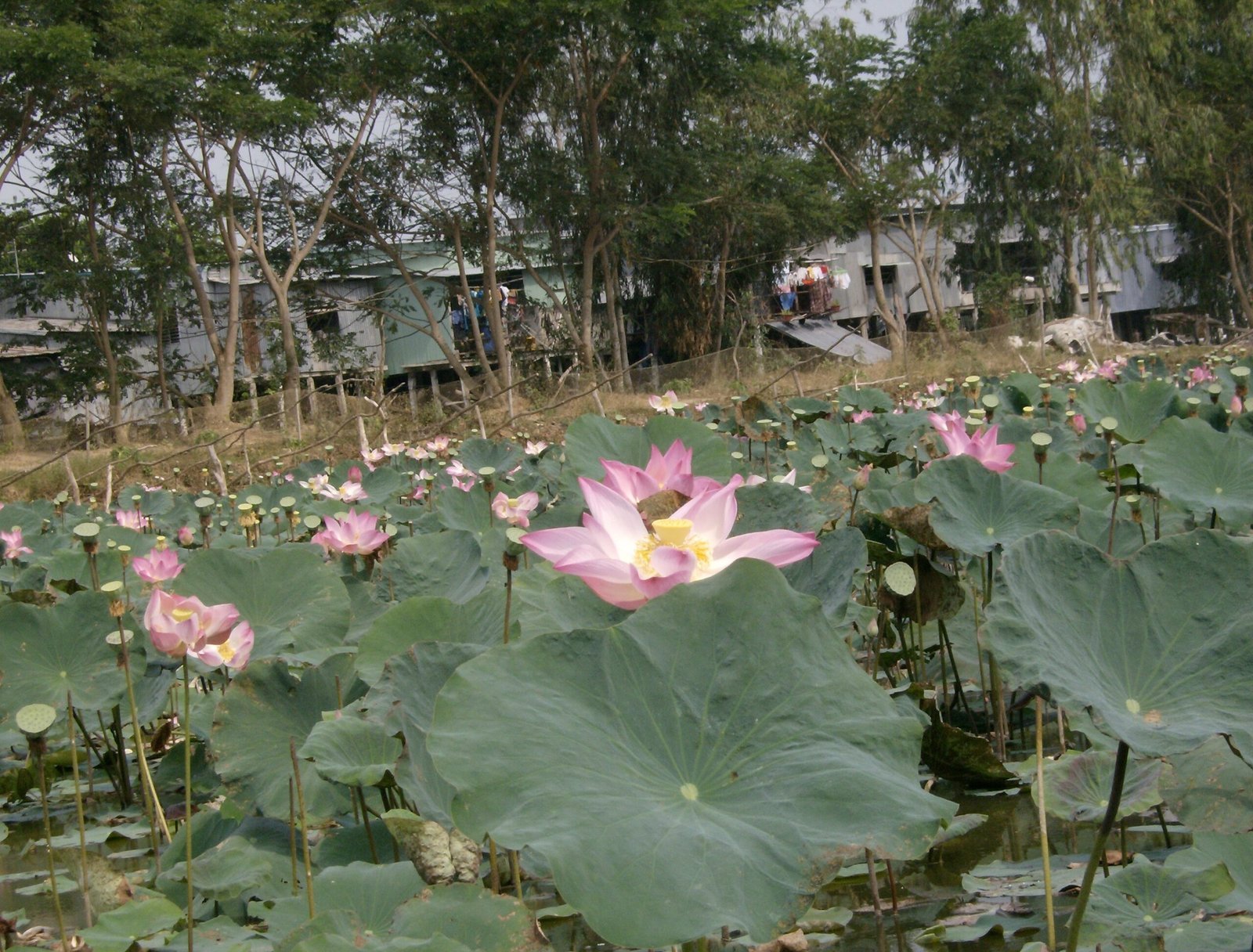 Pink lotus flowers bloom among large green leaves in a pond in the Mekong Delta.