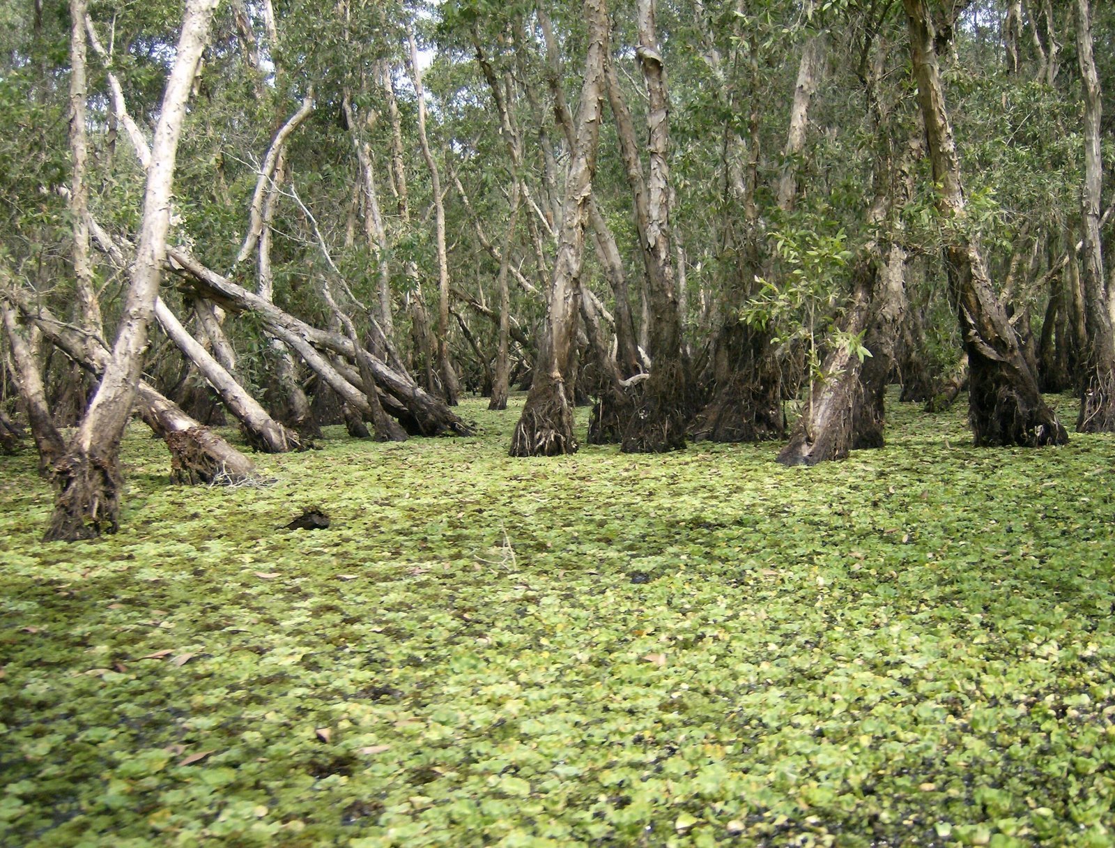 Duckweed covers the water between leaning trees in a swamp forest in the Mekong Delta.