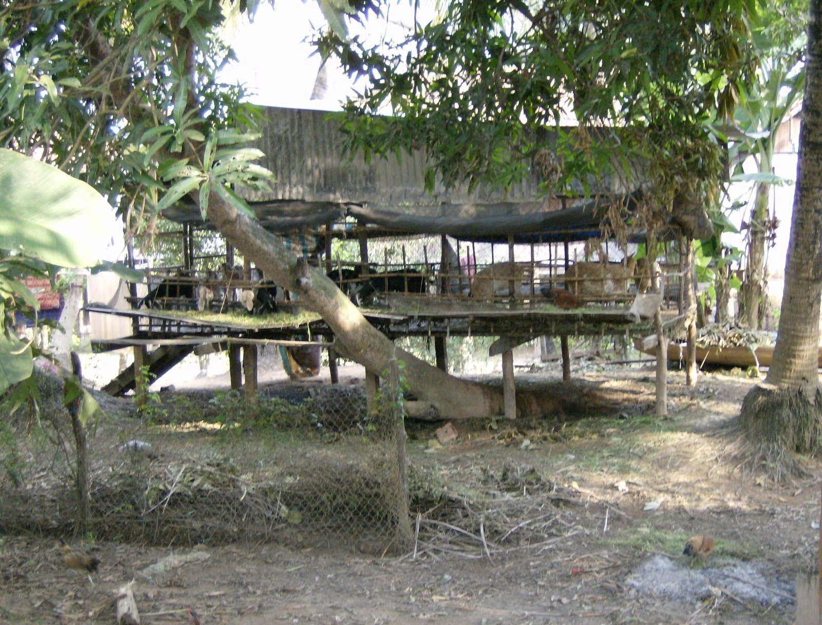 A simple roofed shelter stands among trees in a village in the Mekong Delta.