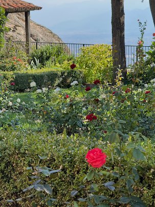 Red rose in a monastery garden at Meteora