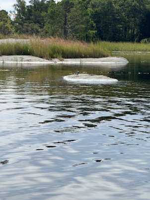 Low flat rocks and reeds in calm water by a wooded shore