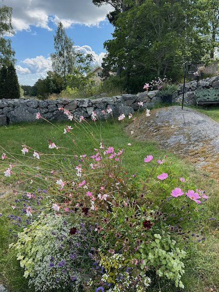 Pink and white cosmos flowers in front of a dry stone wall on Möja