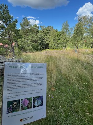 Information sign about the meadow plants and insects, standing in tall grass on Möja