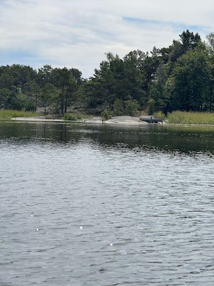Pine-covered island shore with low rocks and calm water