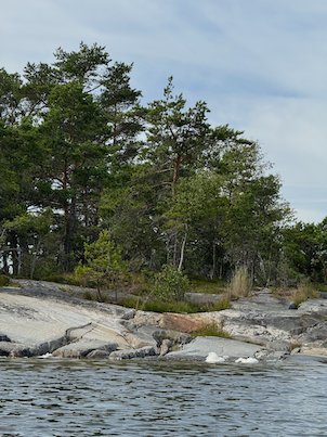 Pine trees on grey granite rocks at the water edge