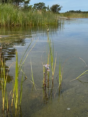 Reeds and a flowering rush in shallow clear water near the shore
