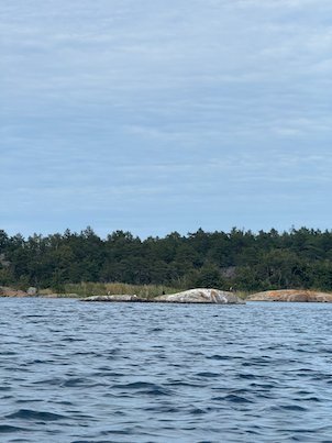 Pine forest and pink granite rocks on an island shore, seen from a kayak