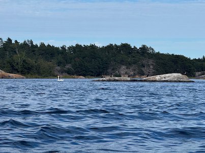 Wooded island with pink granite rocks along the shore, seen from the water