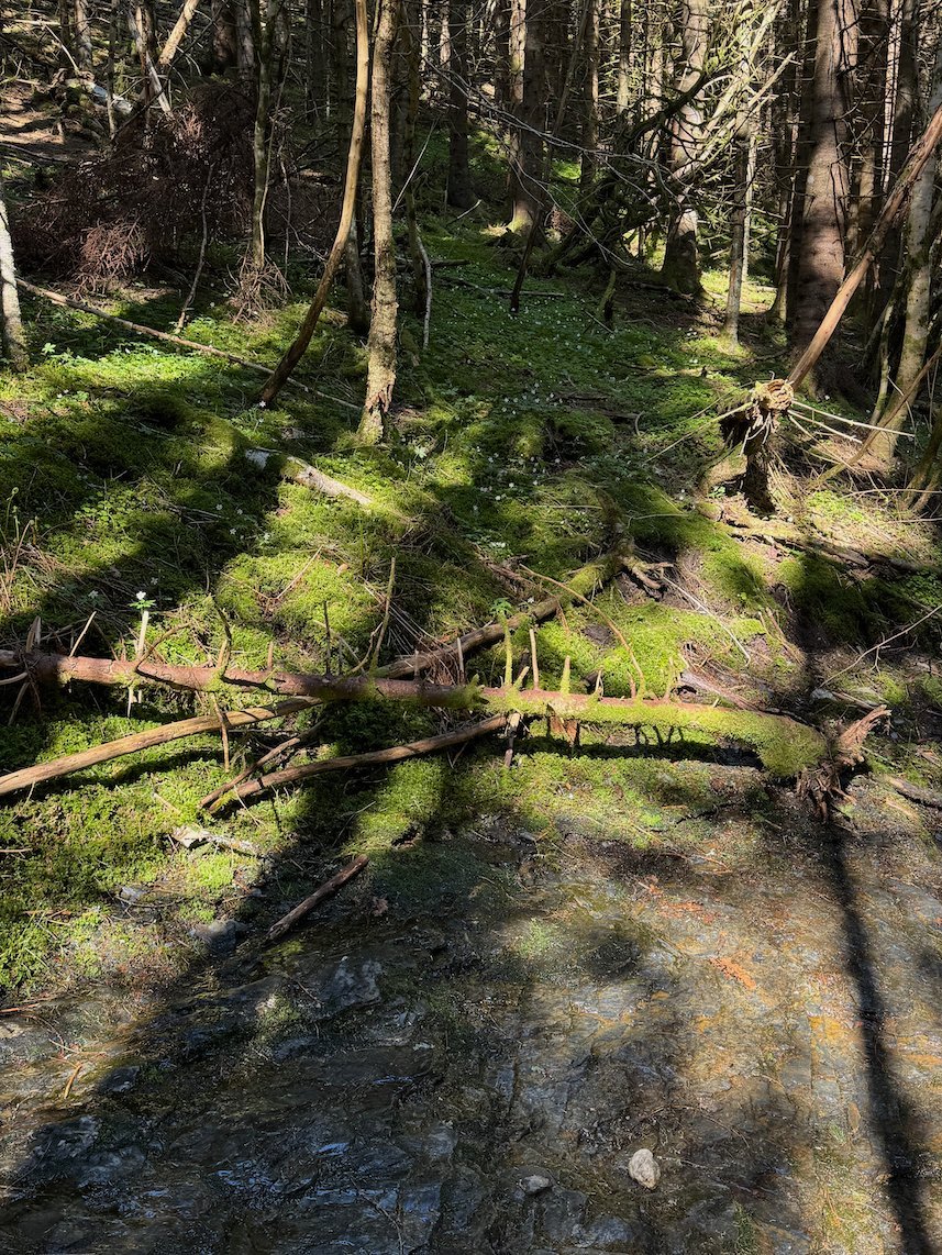 Path through a mossy spruce forest in the sun, near Voss