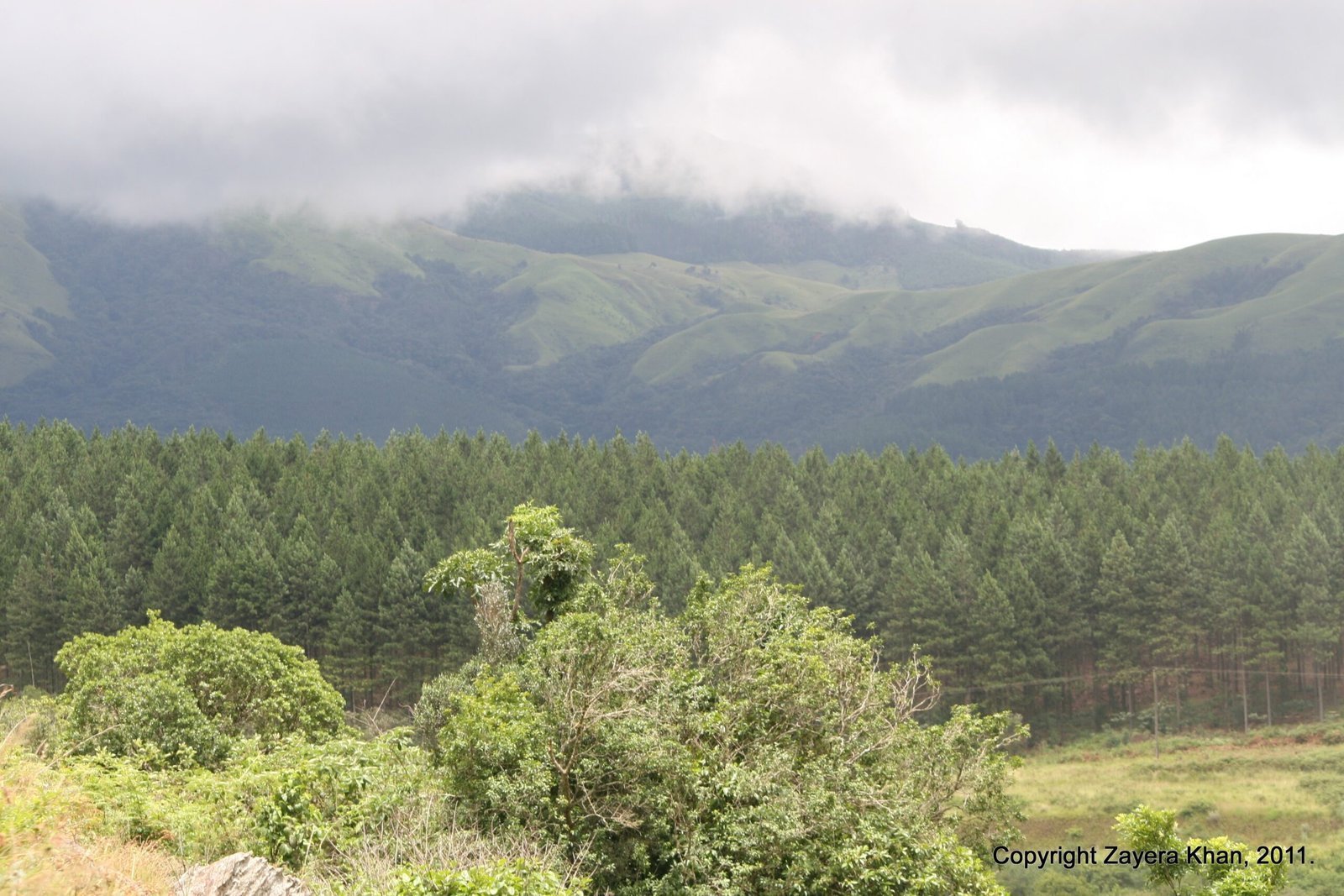 Pine forest and green hills lie under low clouds in Mpumalanga, South Africa.