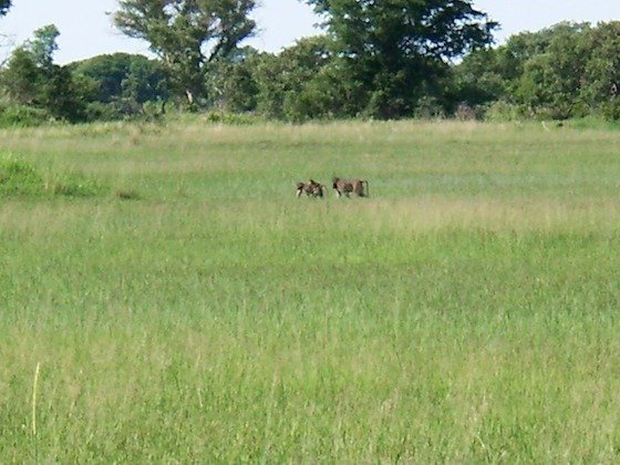 Small animals graze in tall green grass on a floodplain in the Okavango Delta, Botswana.